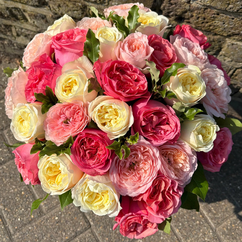 Garden rose princess